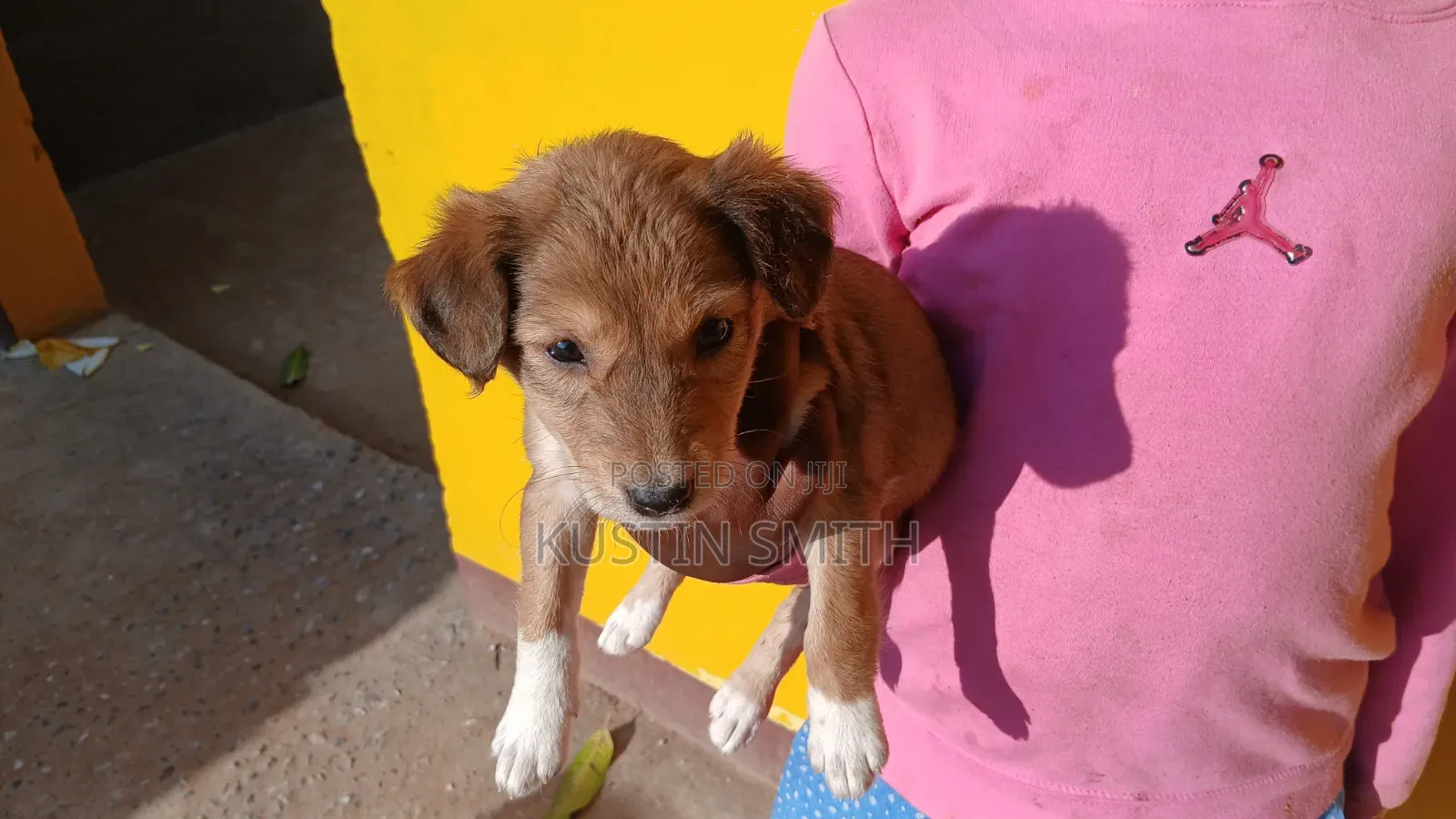 1-3 months Female Mixed Breed Jack Russell Terrier