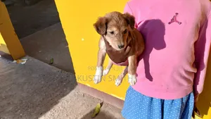 1-3 months Female Mixed Breed Jack Russell Terrier
