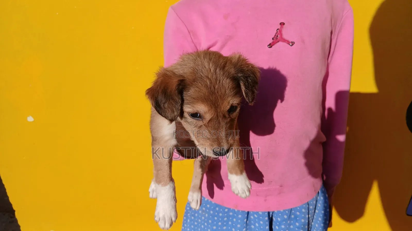1-3 months Female Mixed Breed Jack Russell Terrier