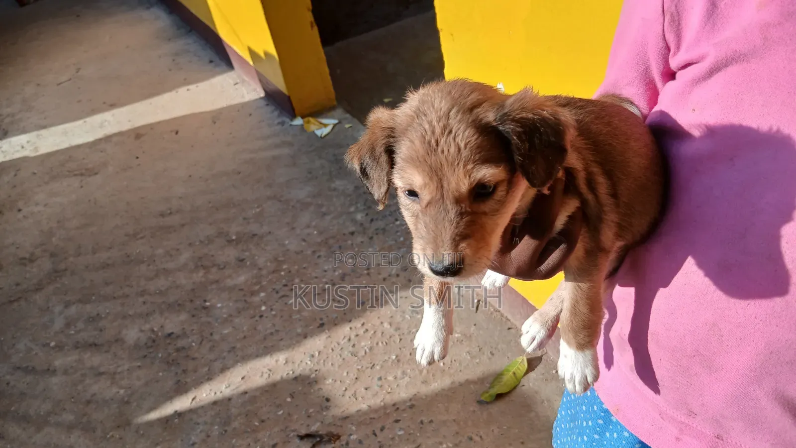1-3 months Female Mixed Breed Jack Russell Terrier