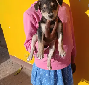 1-3 months Male Mixed Breed Doberman Pinscher