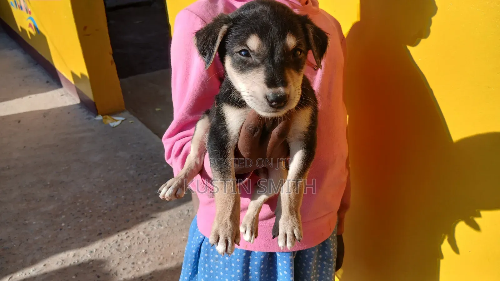 1-3 months Male Mixed Breed Doberman Pinscher