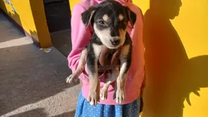 1-3 months Male Mixed Breed Doberman Pinscher