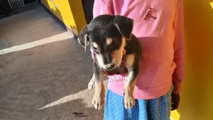 1-3 months Male Mixed Breed Doberman Pinscher