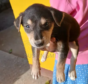 1-3 months Male Mixed Breed Doberman Pinscher