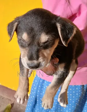 1-3 months Male Mixed Breed Doberman Pinscher