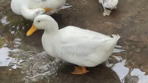 Matured Male Perkins