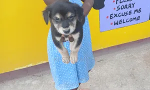 1-3 months Male Mixed Breed German Pinscher