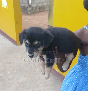 1-3 months Male Mixed Breed German Pinscher