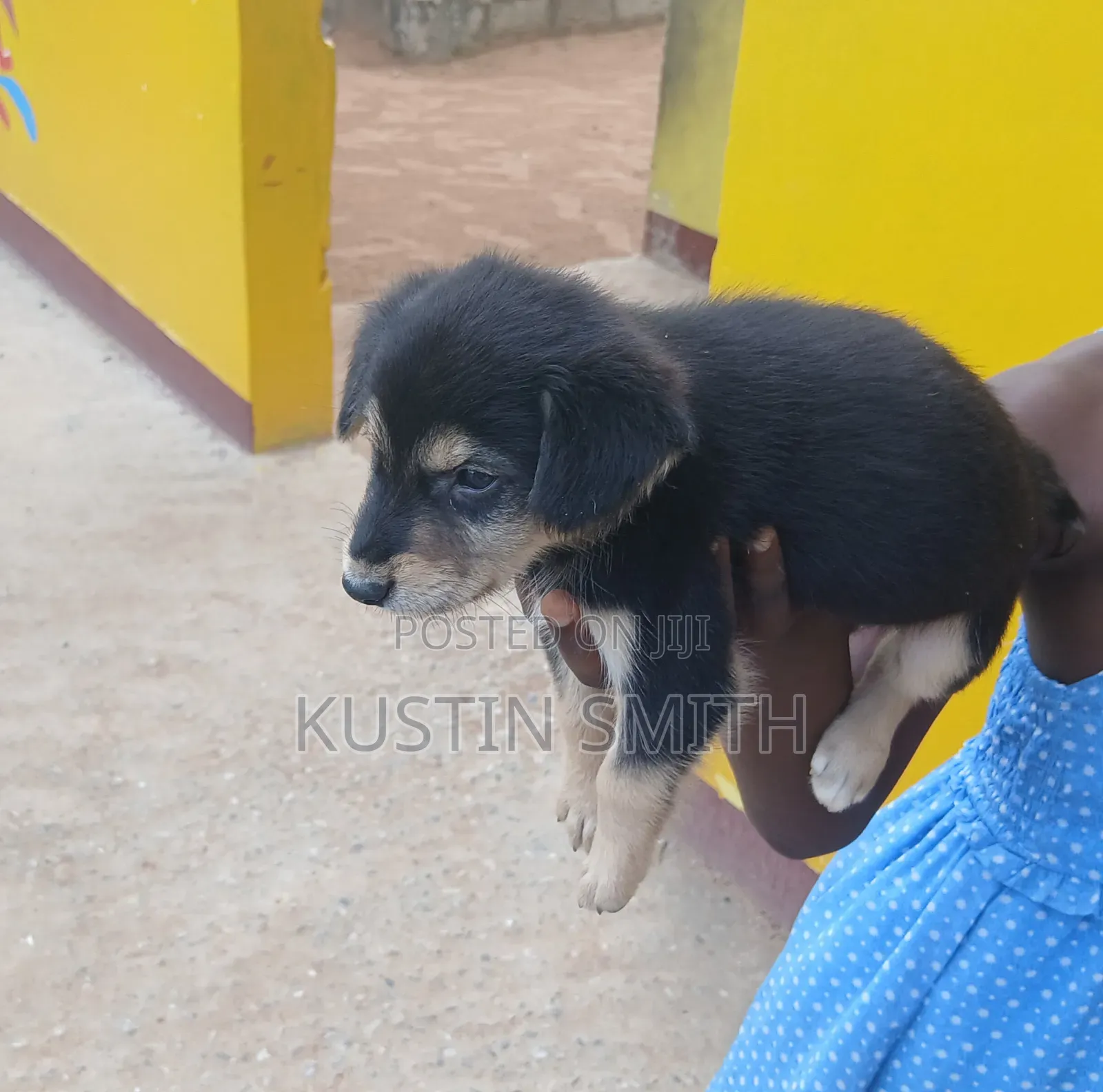 1-3 months Male Mixed Breed German Pinscher