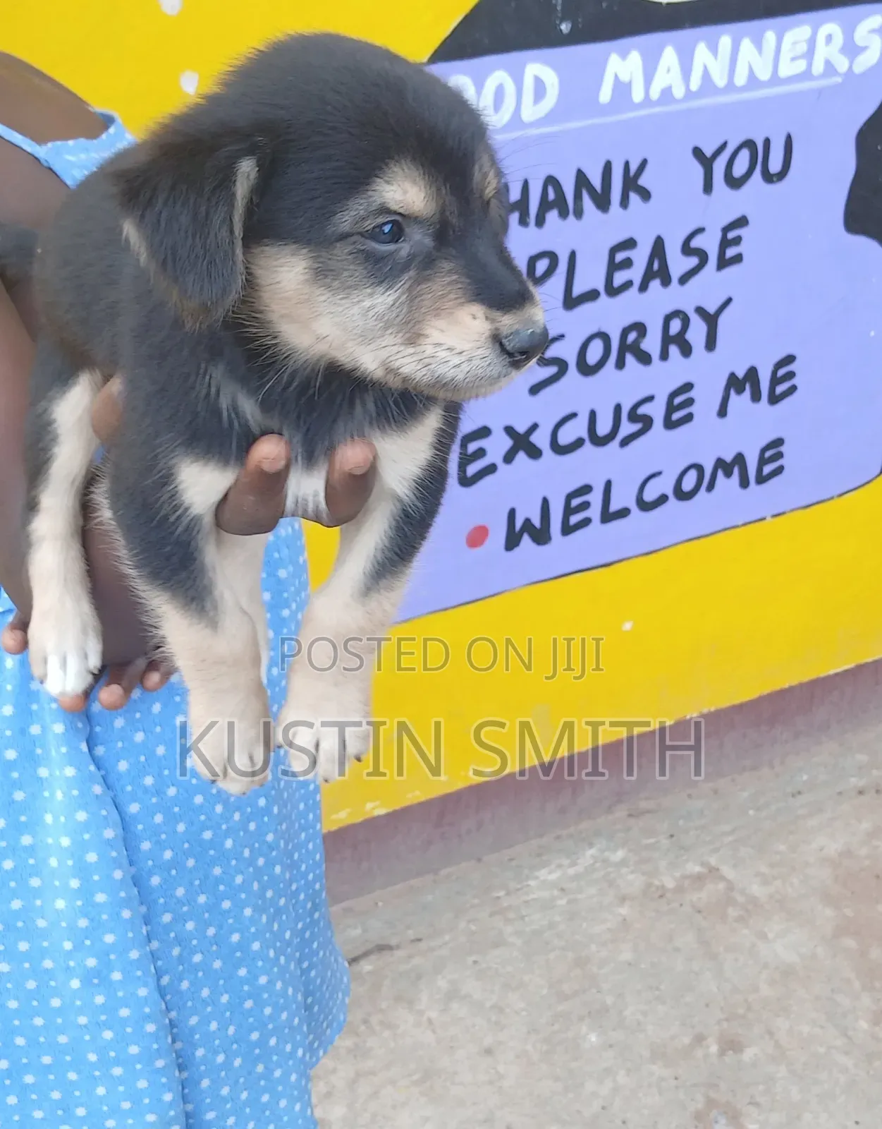 1-3 months Male Mixed Breed German Pinscher