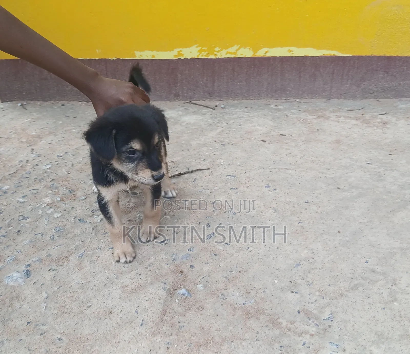 1-3 months Male Mixed Breed German Pinscher