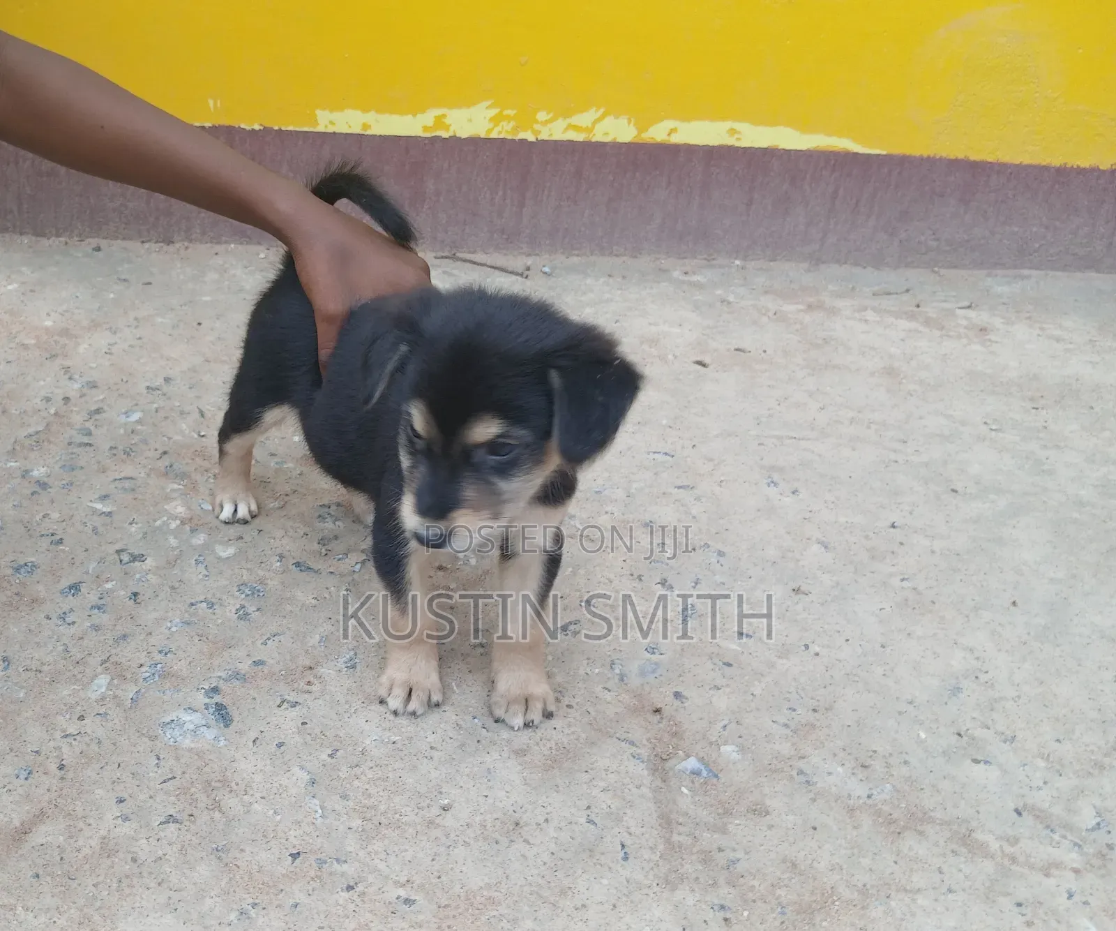 1-3 months Male Mixed Breed German Pinscher