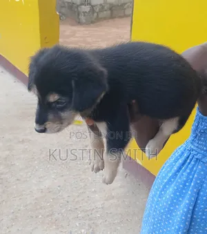 1-3 months Male Mixed Breed German Pinscher