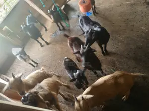 Matured Local Goats