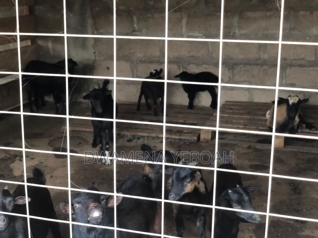 Matured Local Goats
