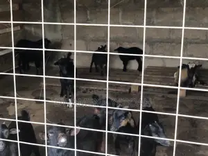 Matured Local Goats