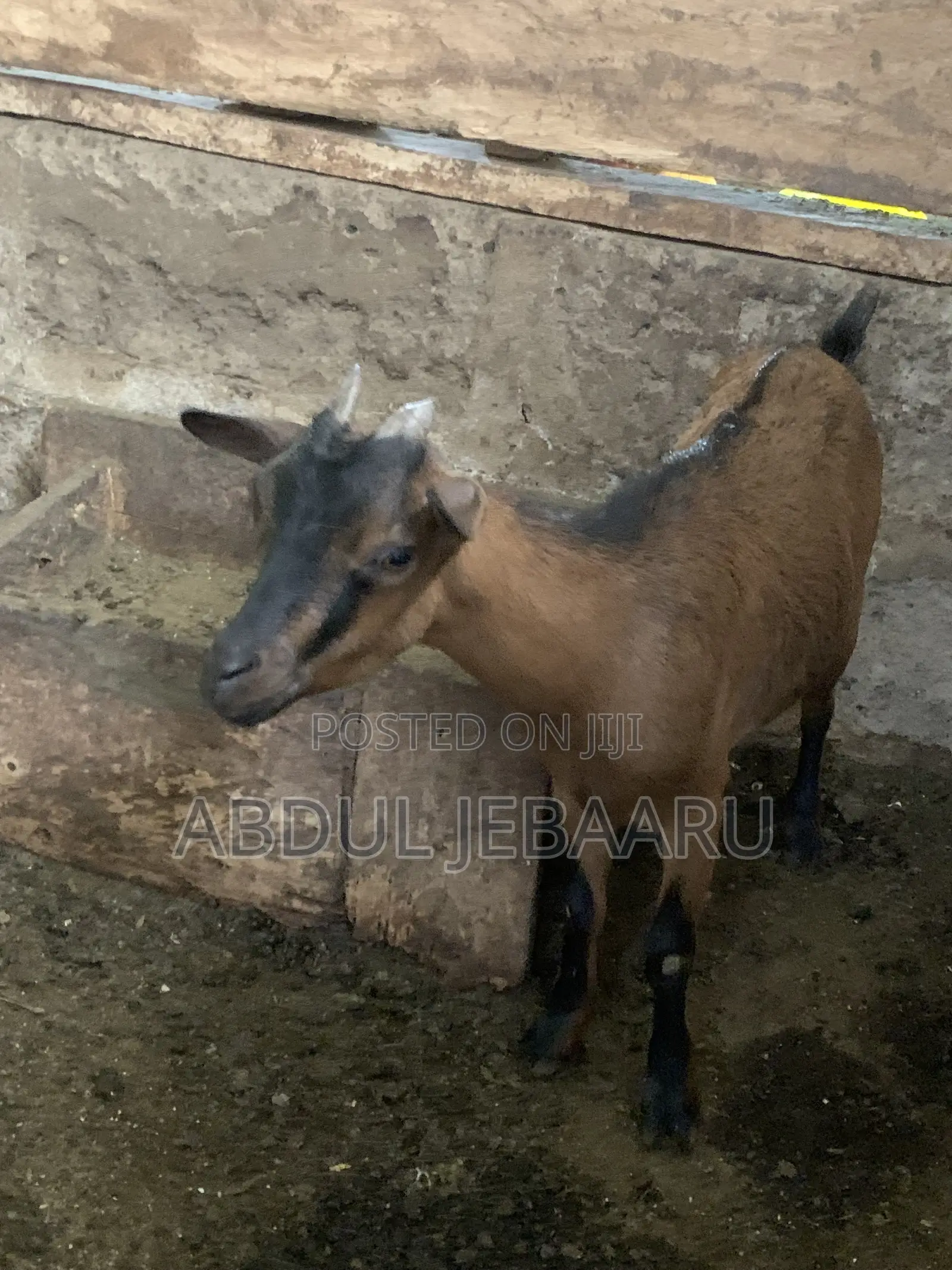 Female Goat