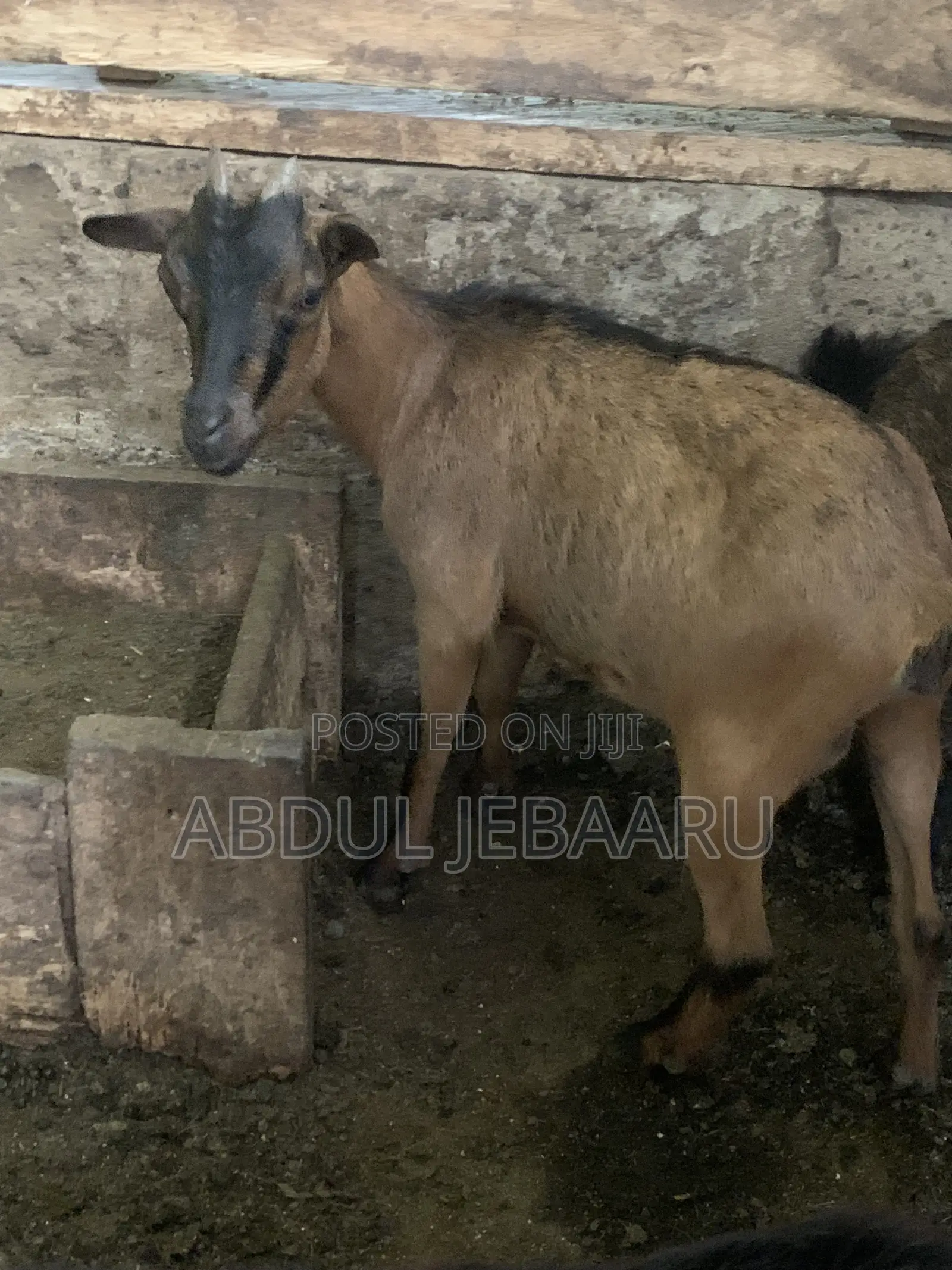 Female Goat