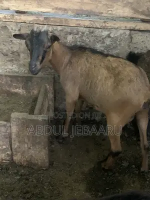 Female Goat