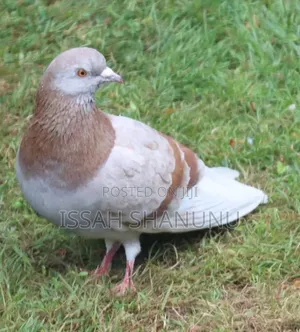 Strong and Healthy Dove