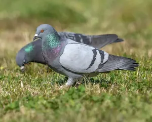 Strong and Healthy Dove