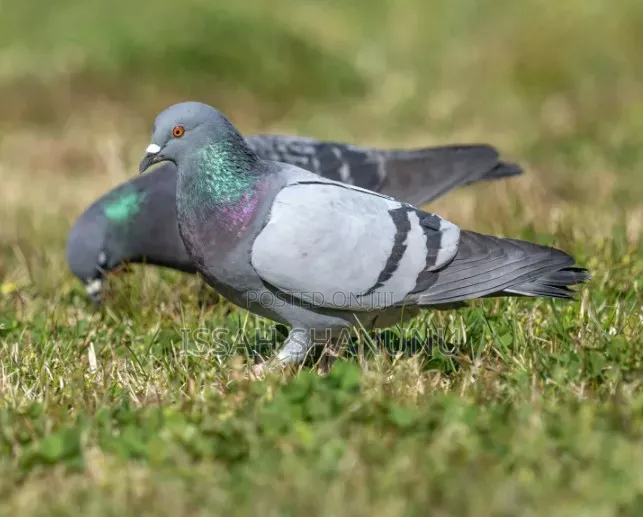 Strong and Healthy Dove