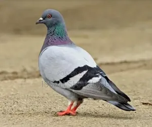 Strong and Healthy Dove