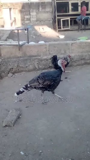 Matured Hybrid Turkey