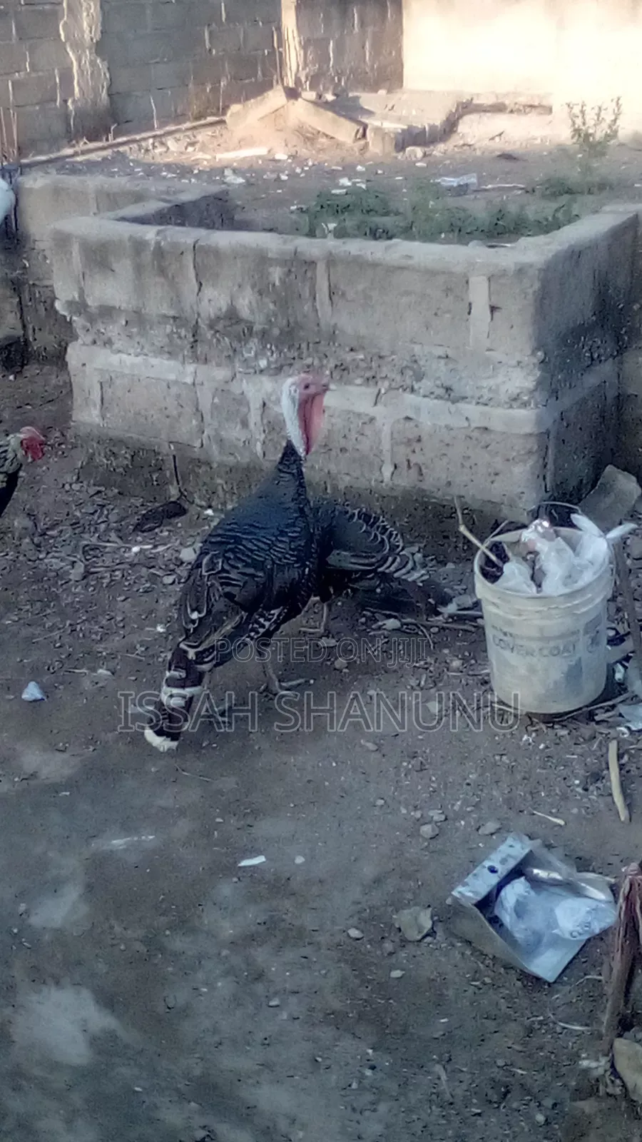 Matured Hybrid Turkey