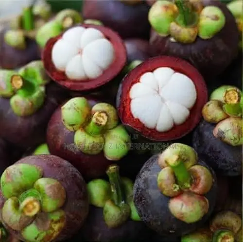 The Most Valuable Profitable Fruit Tree Mangosteen