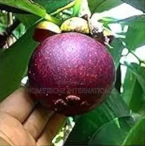 The Most Valuable Profitable Fruit Tree Mangosteen