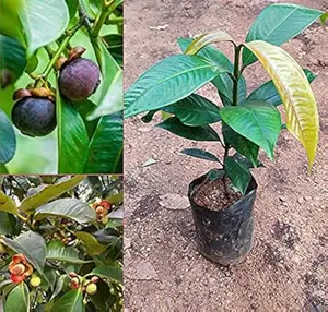 The Most Valuable Profitable Fruit Tree Mangosteen