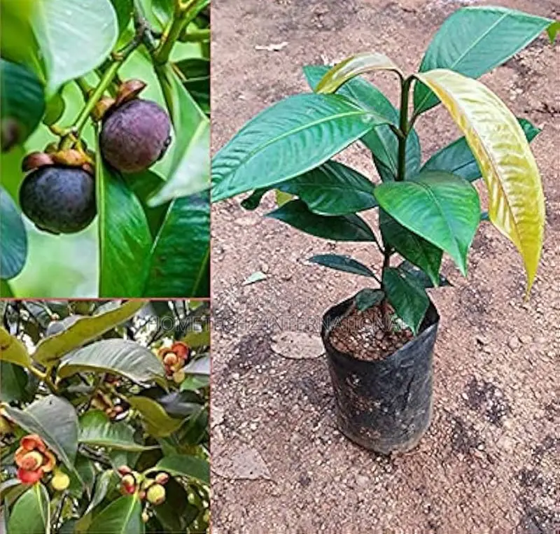 The Most Valuable Profitable Fruit Tree Mangosteen