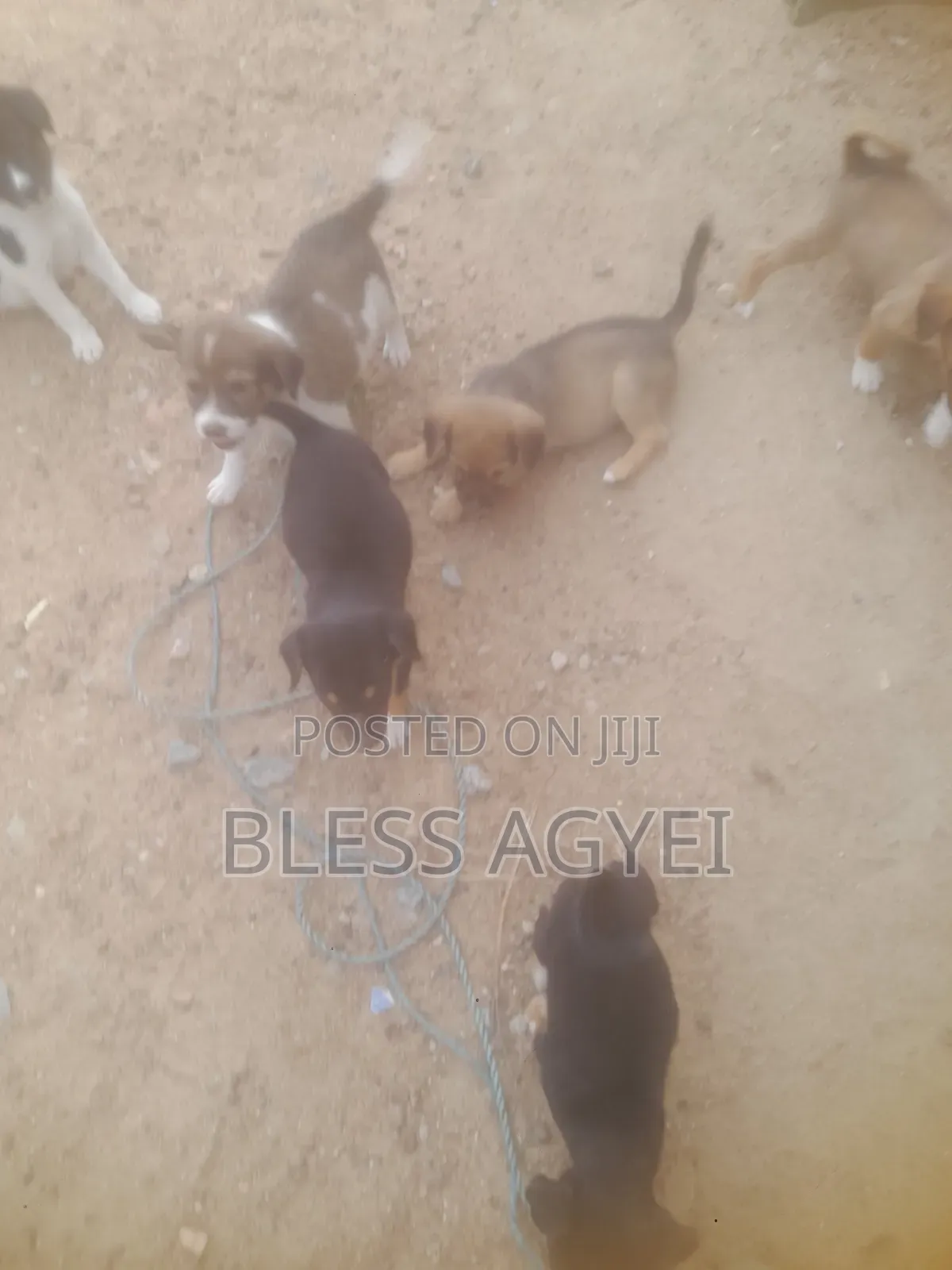 1-3 months Male Mixed Breed Dog