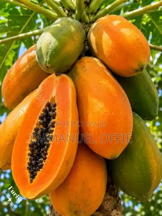 Pawpaw Seedlings