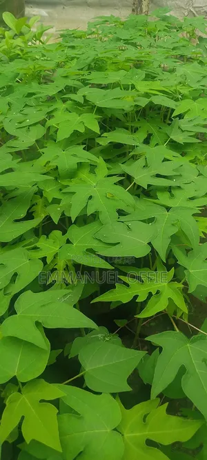 Pawpaw Seedlings