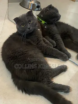 1+ year Male Purebred British Shorthair