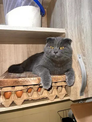 1+ year Male Purebred British Shorthair