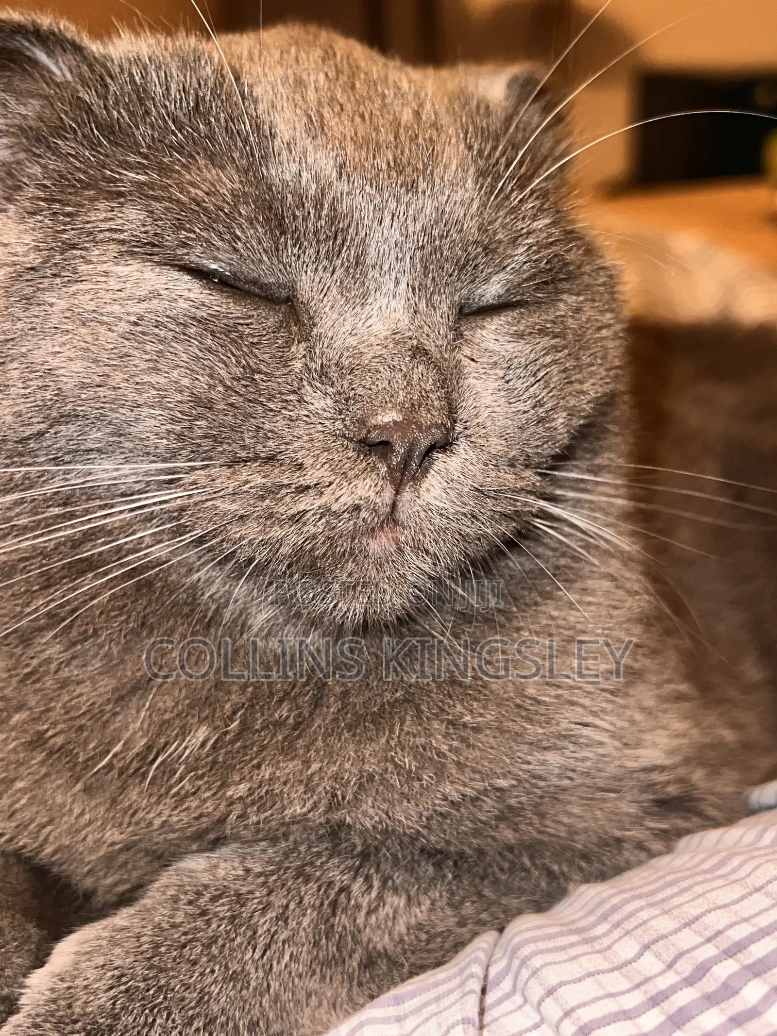1+ year Male Purebred British Shorthair