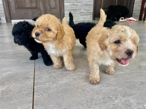 1-3 months Male Purebred Poodle
