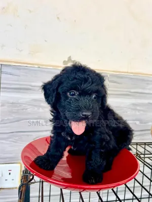 1-3 months Male Purebred Poodle