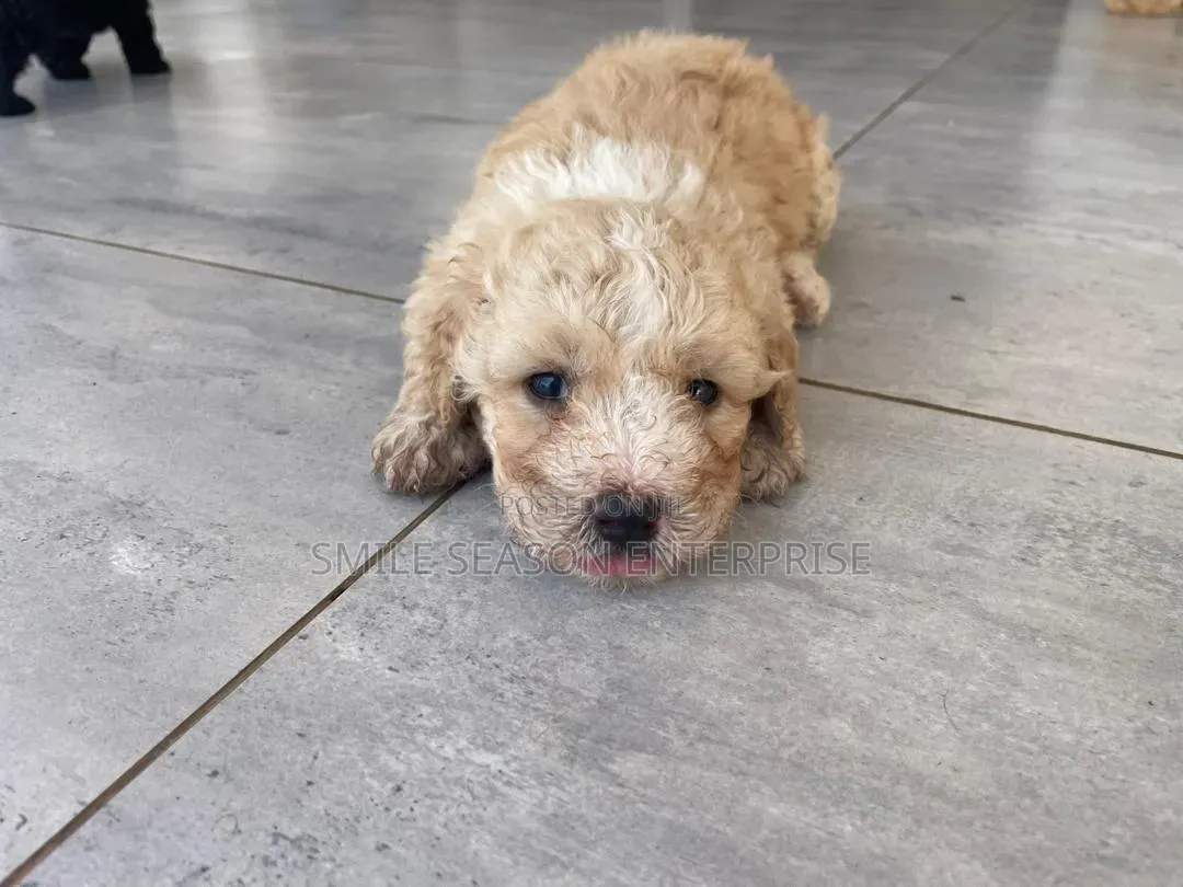 1-3 months Male Purebred Poodle