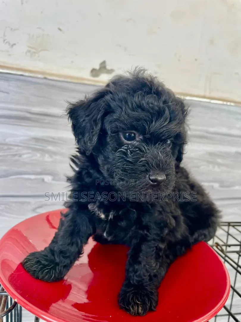 1-3 months Male Purebred Poodle