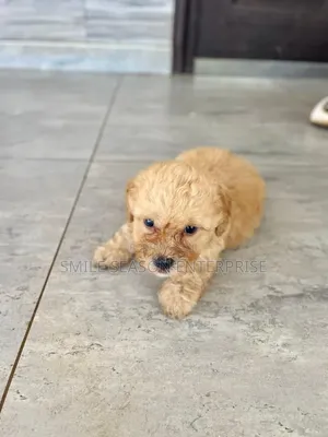 1-3 months Male Purebred Poodle