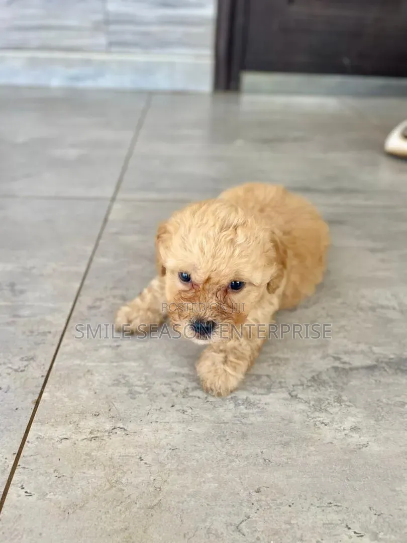 1-3 months Male Purebred Poodle