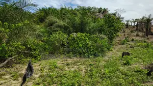 Western Region, (Ahanta District) _ Gold Concession