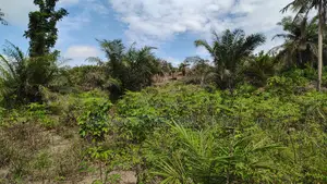 Western Region, (Ahanta District) _ Gold Concession