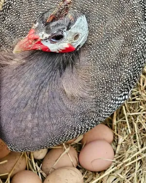 Healthy Guinea Fowl