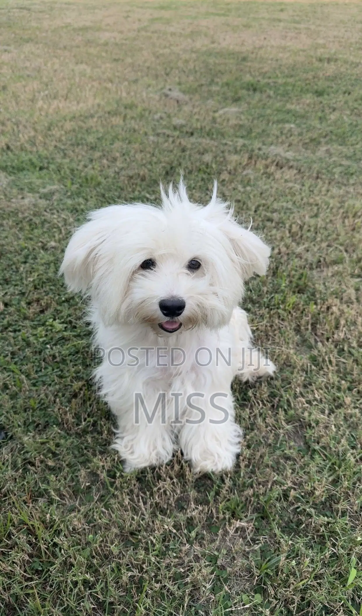 1+ year Male Purebred Maltese